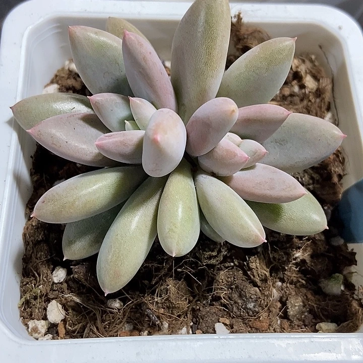 多肉植物红体哥特511