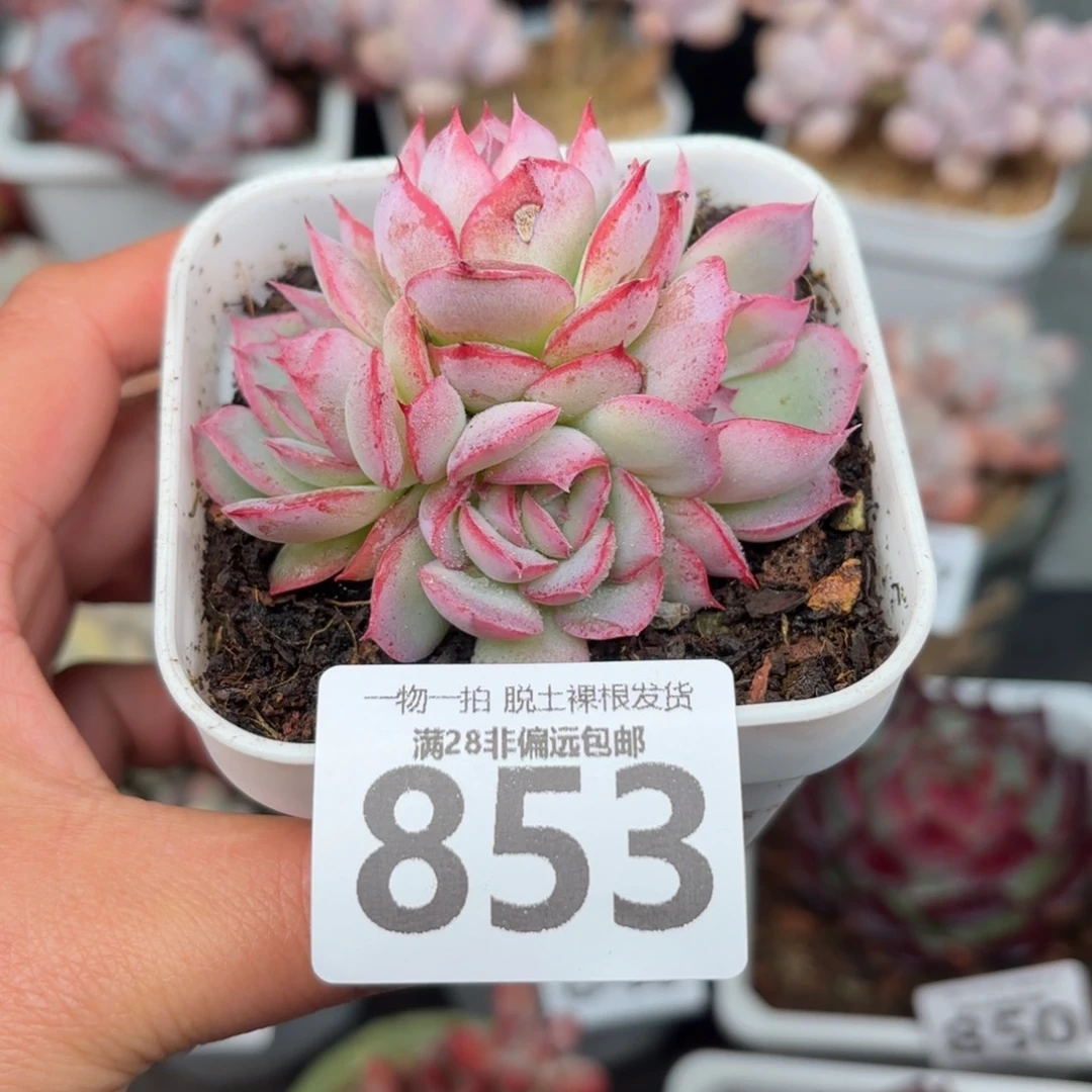 侧影四头无盆土发货