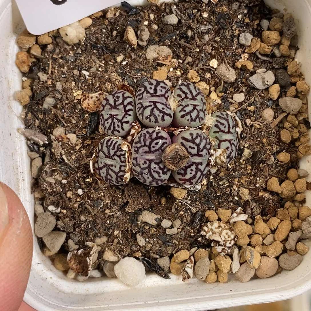 0826-43-超墨福利。