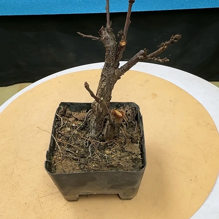 红陶屁*f h k k k k l