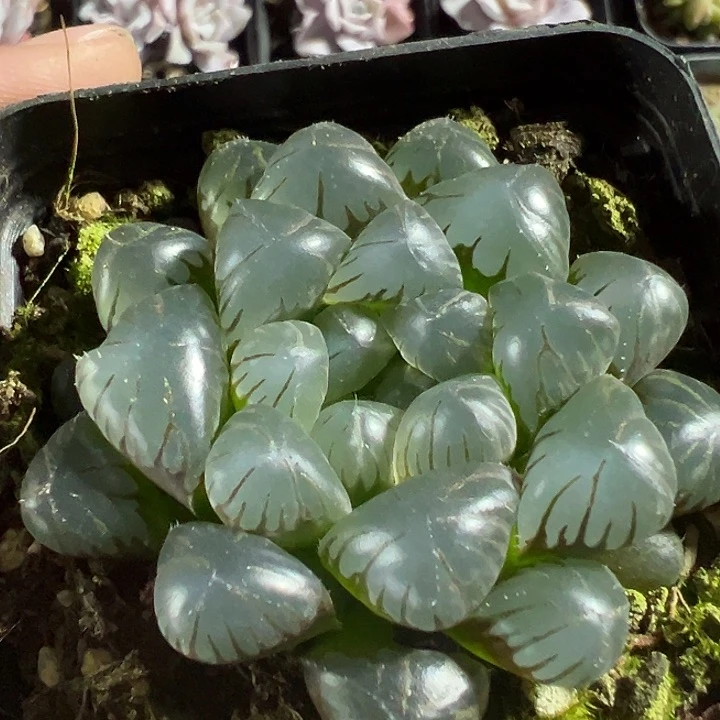 冰灯玉露精品多肉