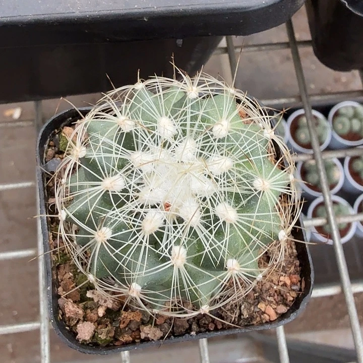 实生白虎娇丽4仙人球