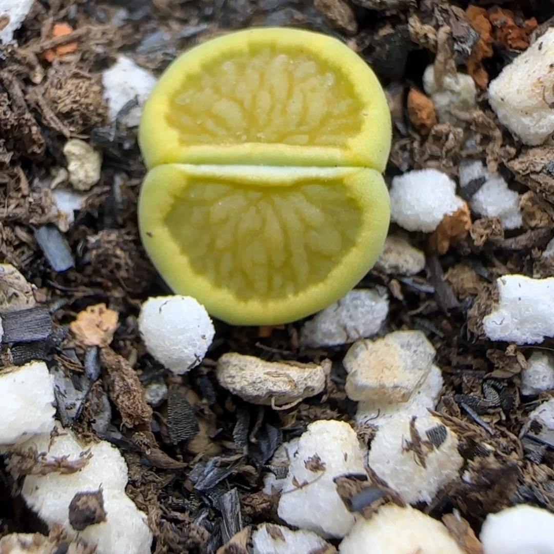327 生石花大棚直播
