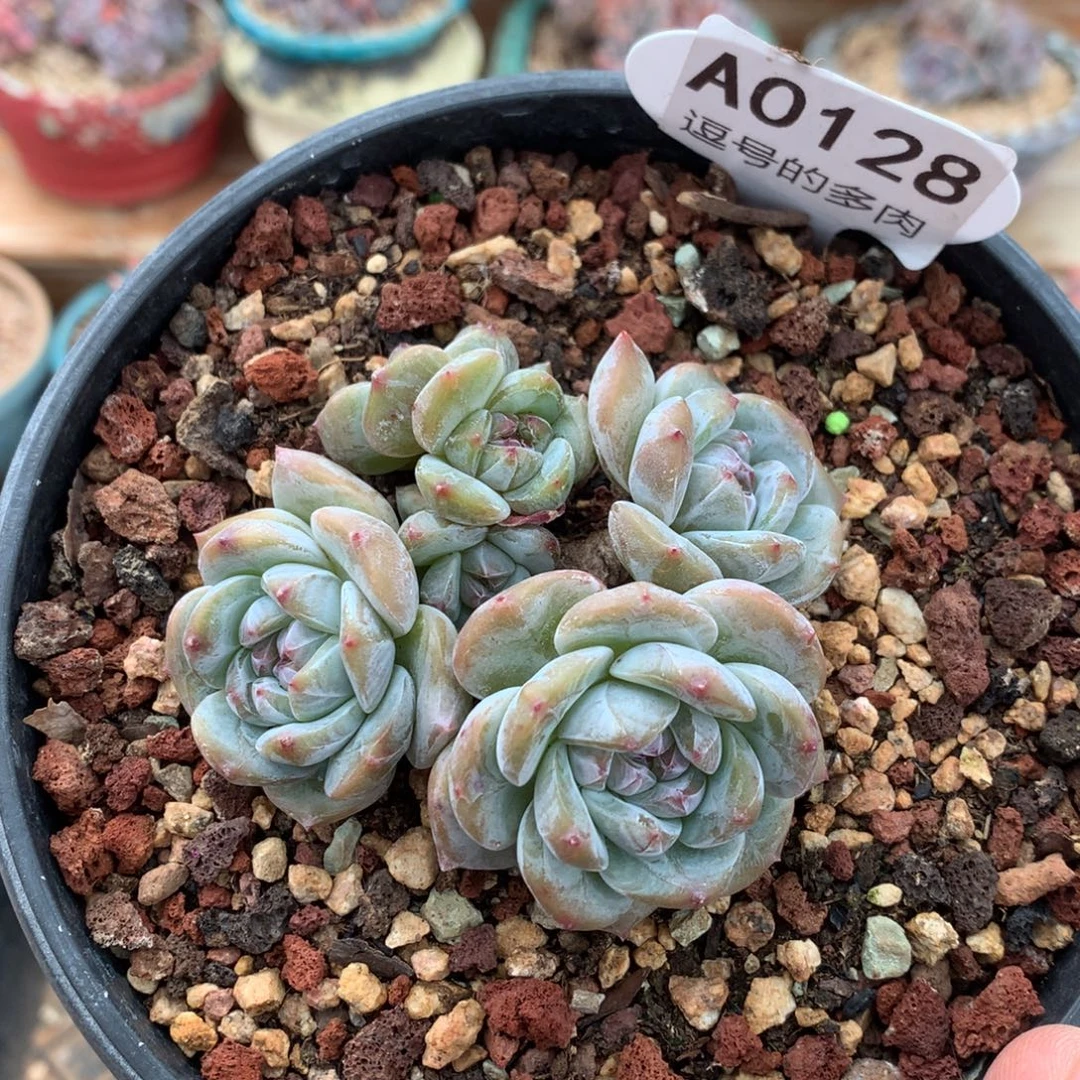 A0128 福利星影老桩 有砍 8cm