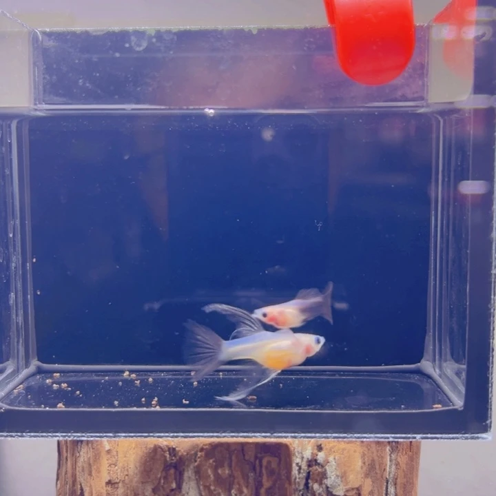 孔雀鱼玻璃猫孔雀鱼25