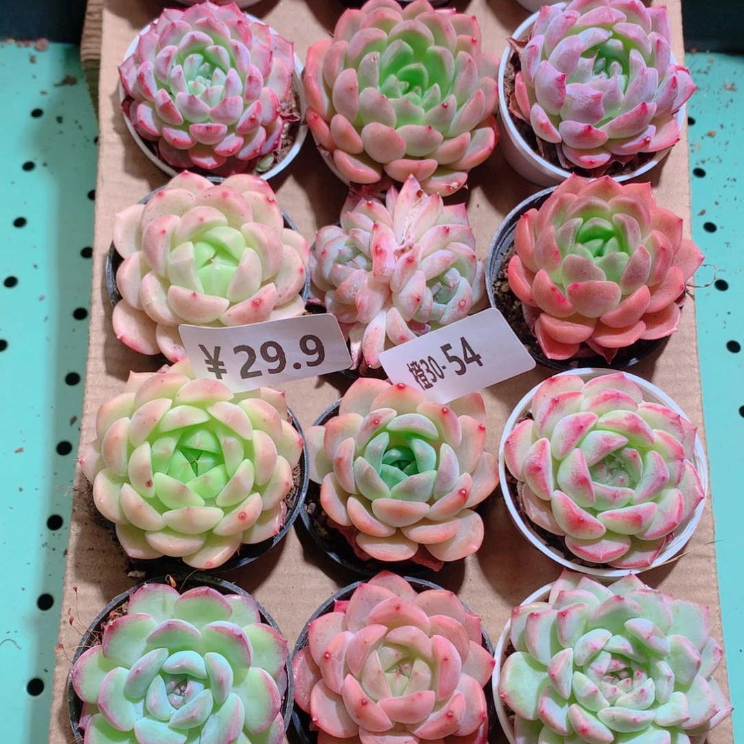 30-54一物一拍带盆18颗