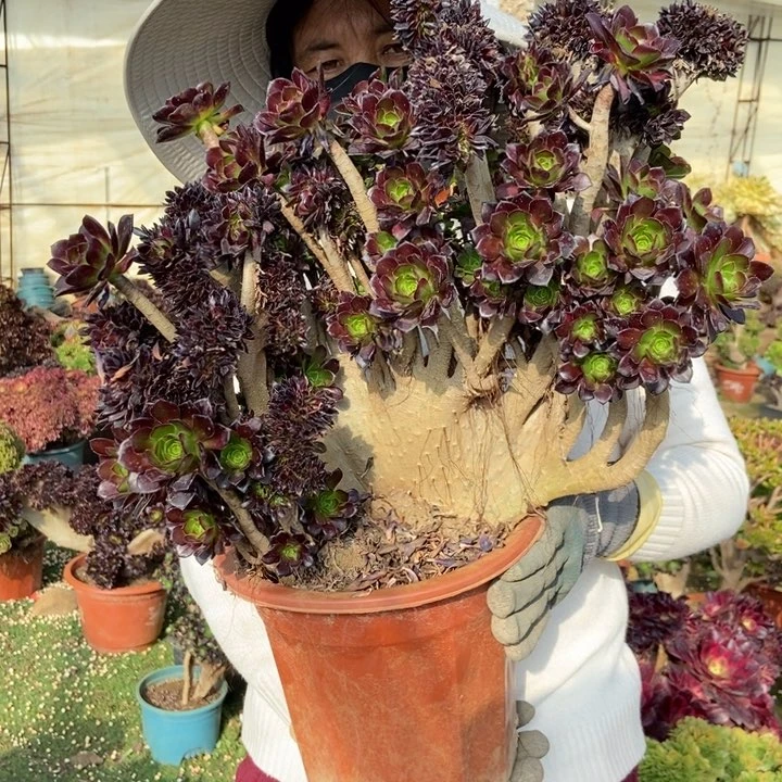 钩*027黑法师缀化老桩