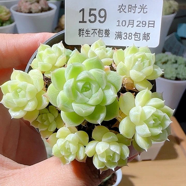 1029-159优选麦杆