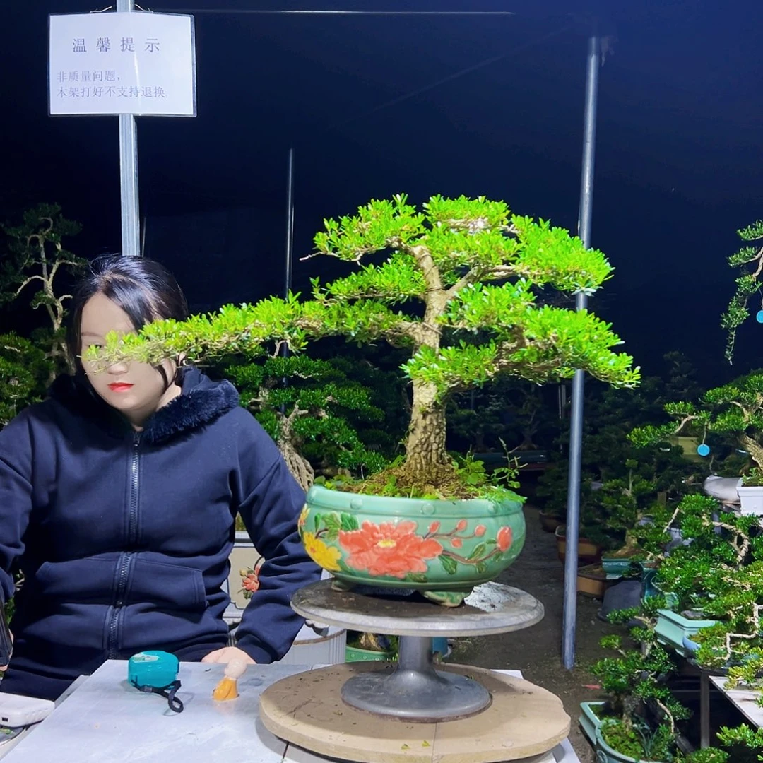 无花朵黄杨木