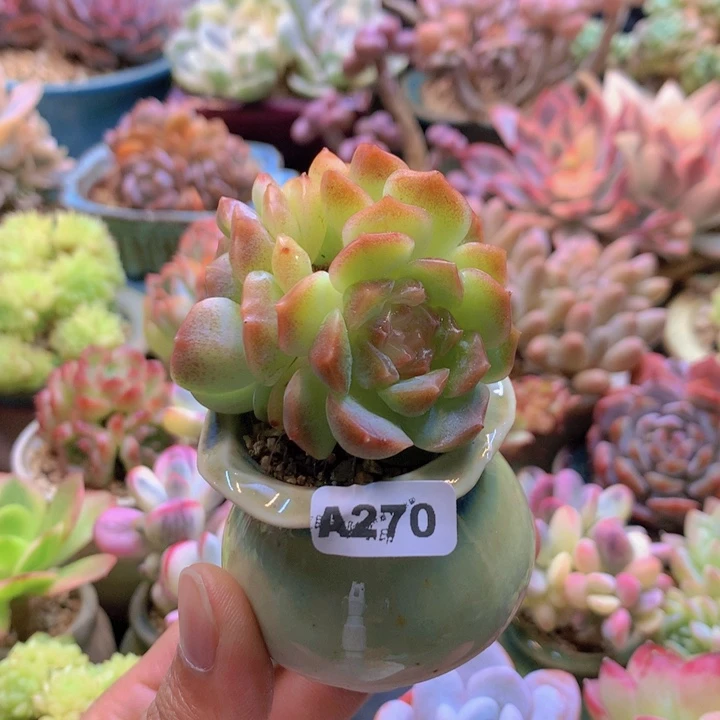 一物一拍含盆土满38包邮A270