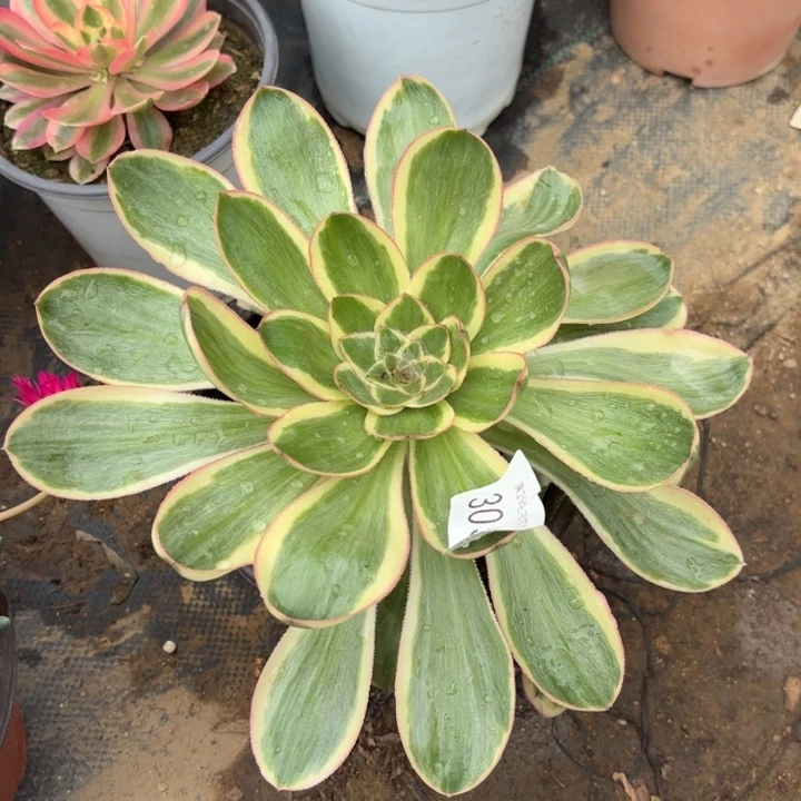 艳资锦多肉法师3057