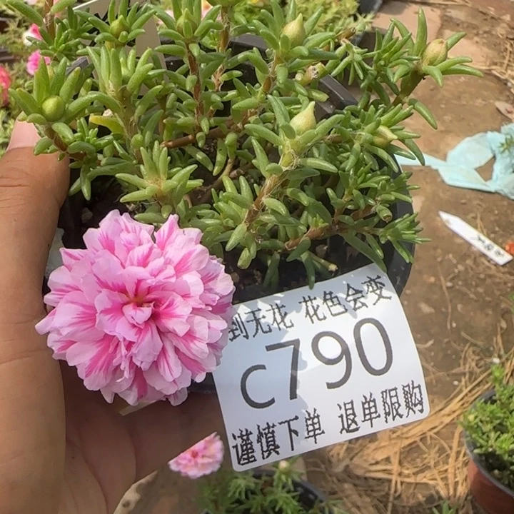 无花朵C790超小苗盆口10cm