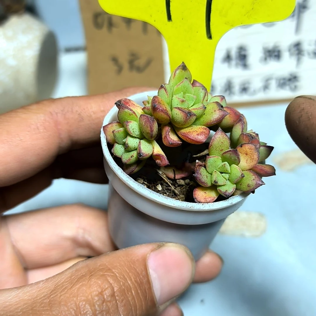 满6元包邮，#97酥皮鸭多头多肉