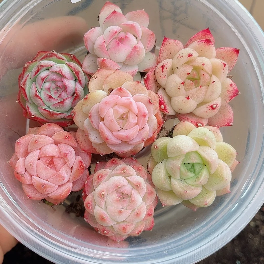 1-638 新疆西藏内蒙不发12.8包邮2-3公分