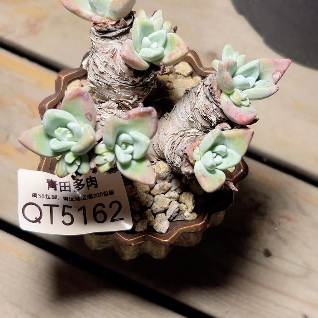 小鹿多肉一物一拍5162