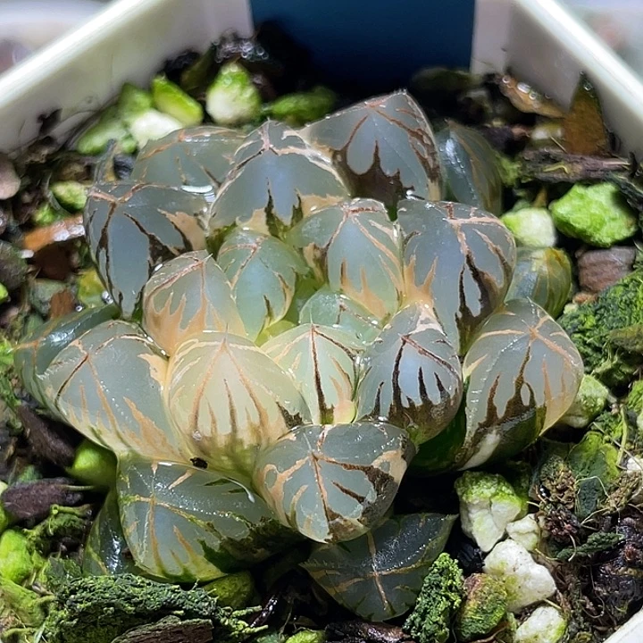 499水晶实生锦特选福利