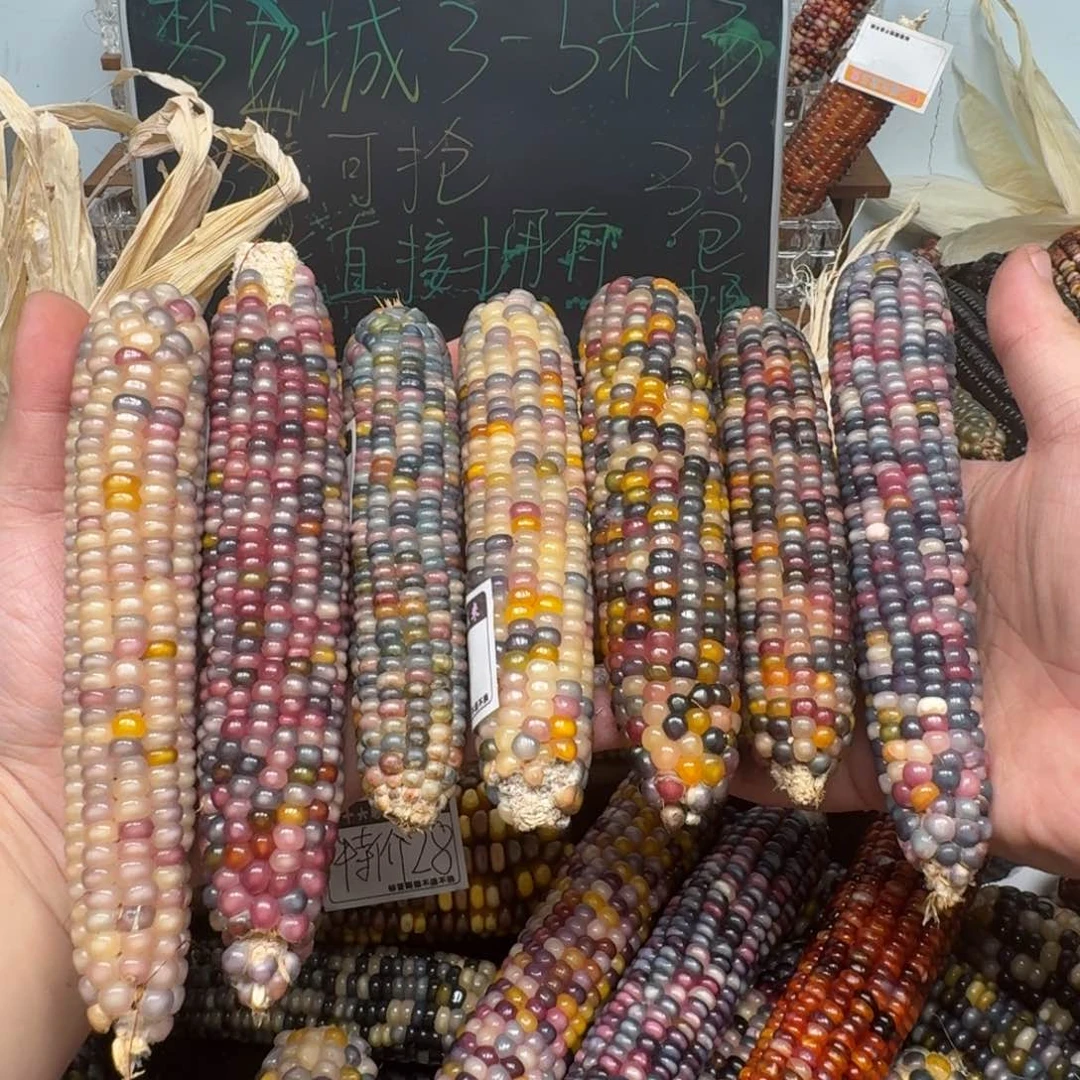 柏香籽/百香籽吊坠粥*?