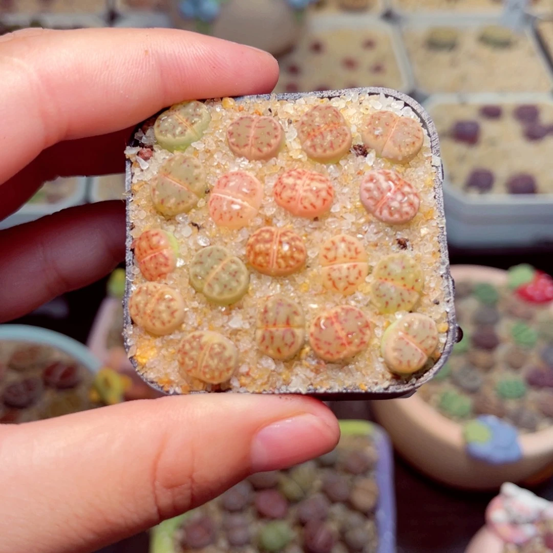 06号带盆包邮发货
