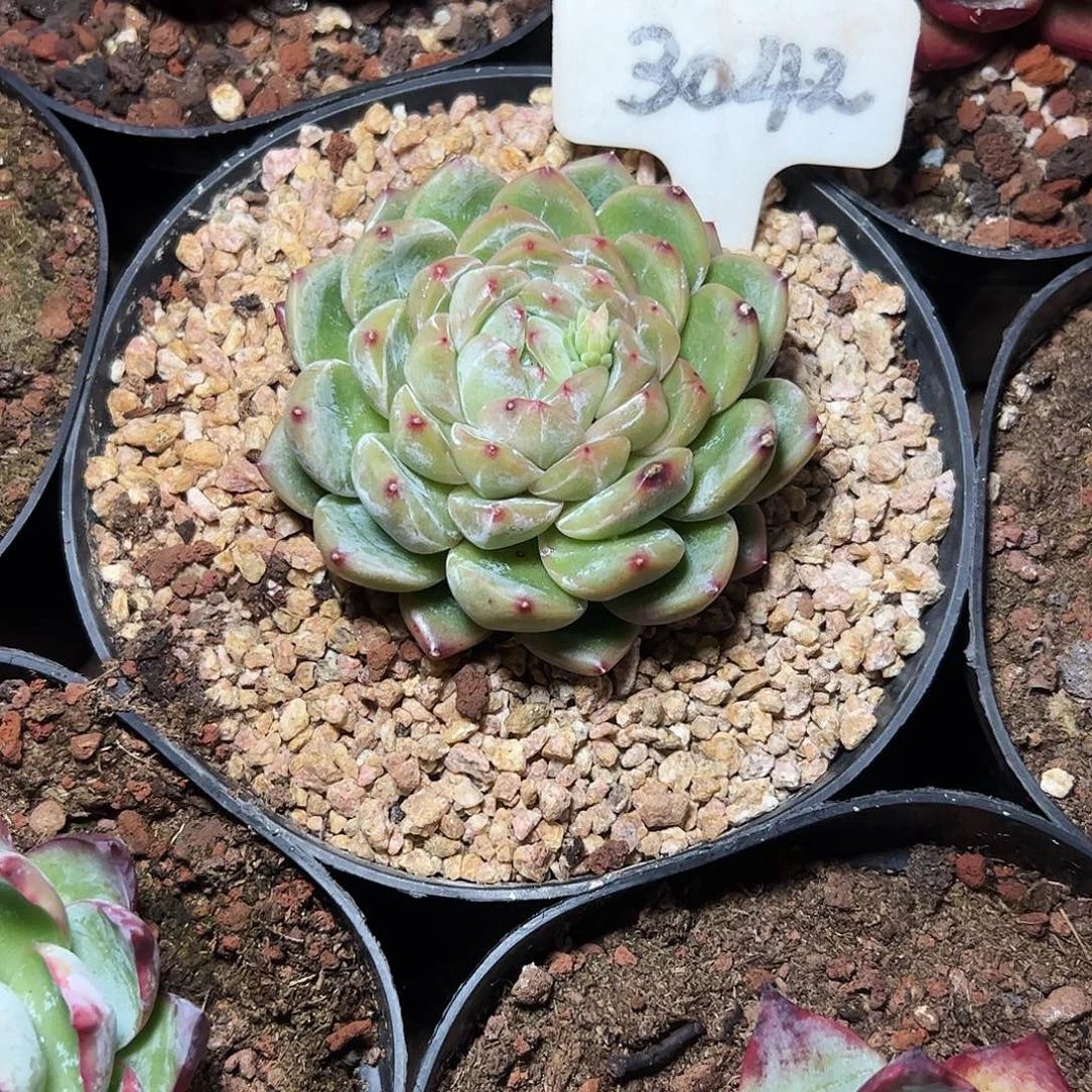 用***1钻石珍妮3042号一物一拍