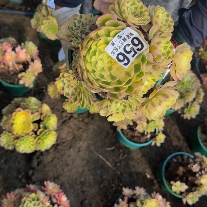 荔枝花花30-39包邮花花
