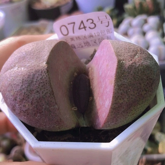 无花朵0743，6.5厘米老皮老疤