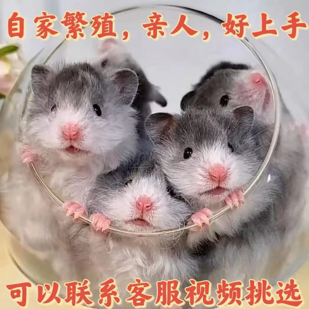 家养长毛金丝熊仓鼠可爱健康直毛卷毛波利纹包活包风险藤盒运输