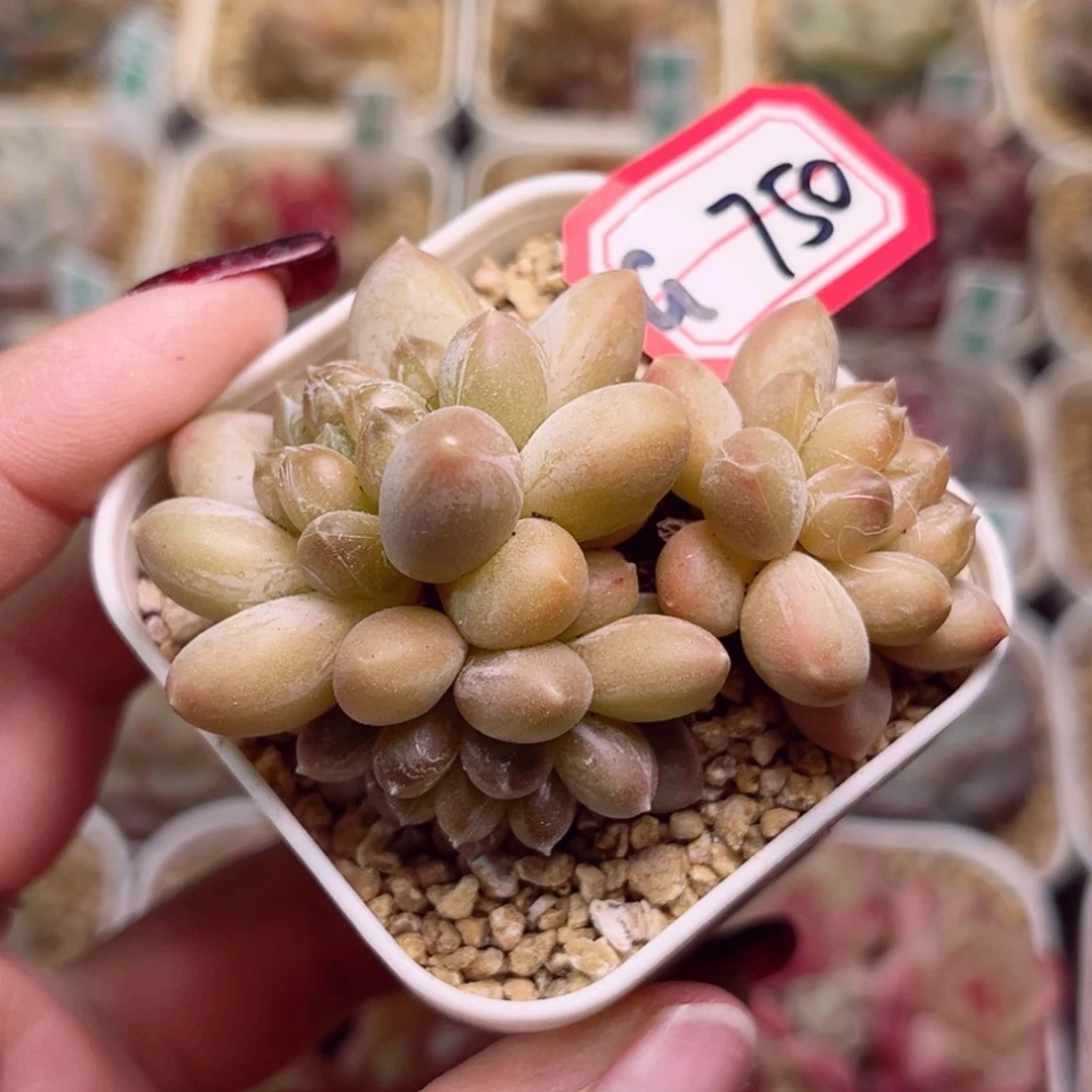 G750一物一拍 咖啡豆 不包整