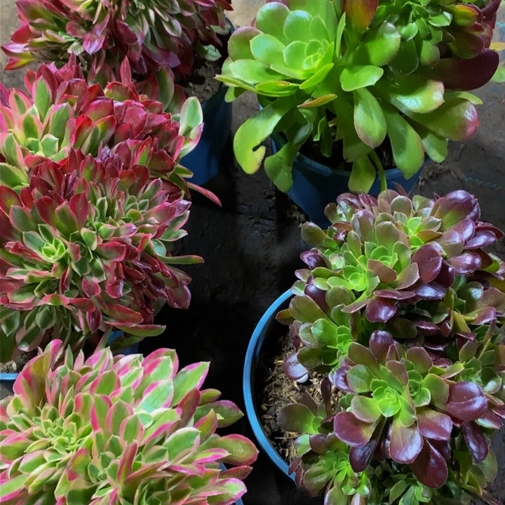 女神缀化加法师缀化一组