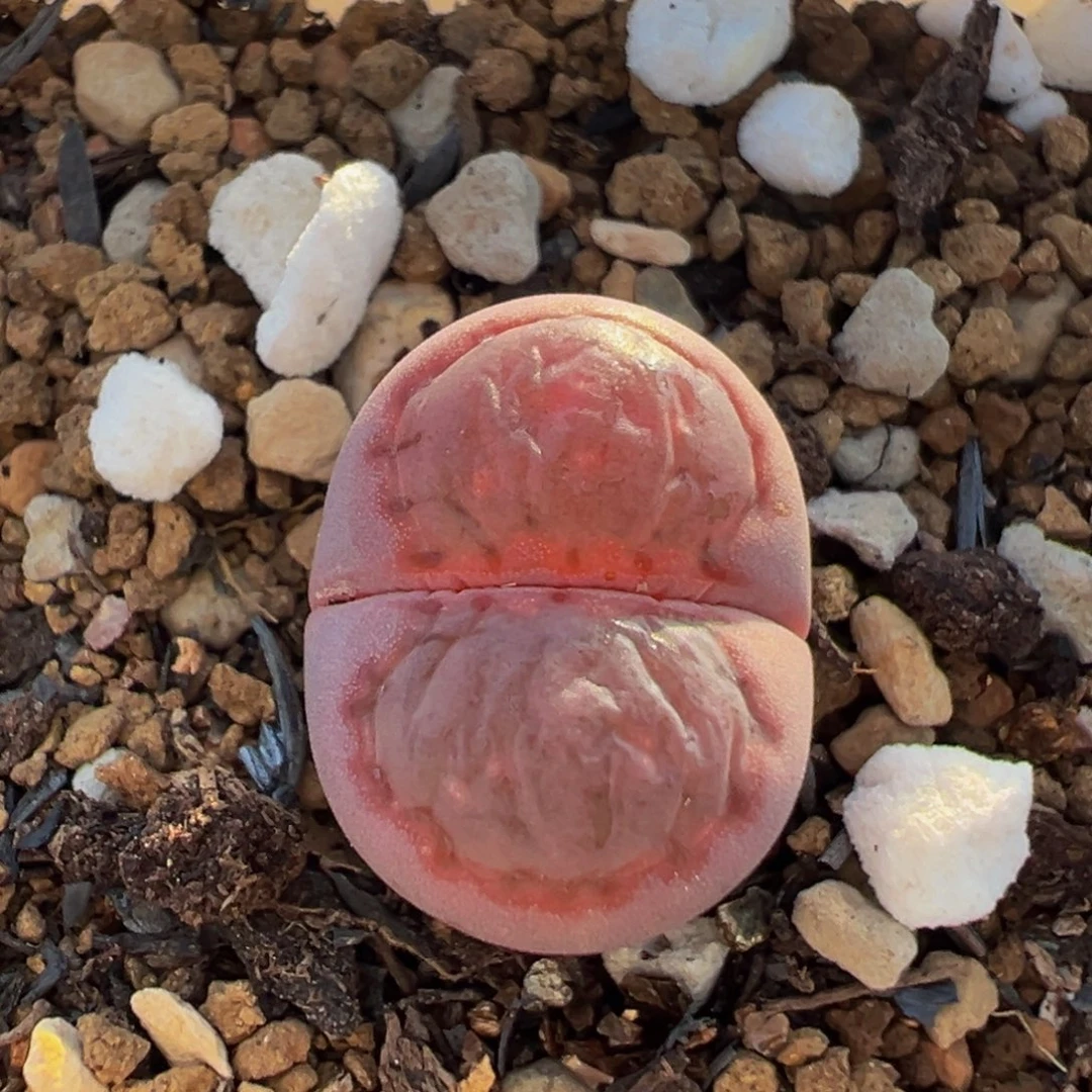 84多肉植物百科植物