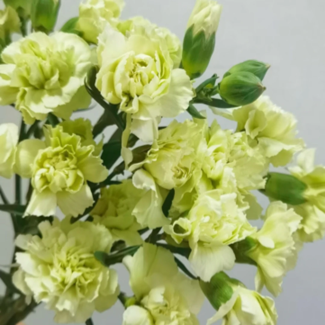 （抹茶绿多丁康乃馨）鲜花10支（8+2防损耗）云南 昆明基地直发