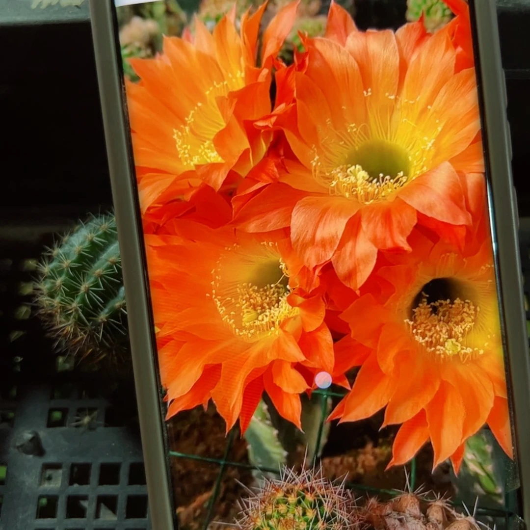 下38彩草居维尔歪侧芽4公分左右20包邮