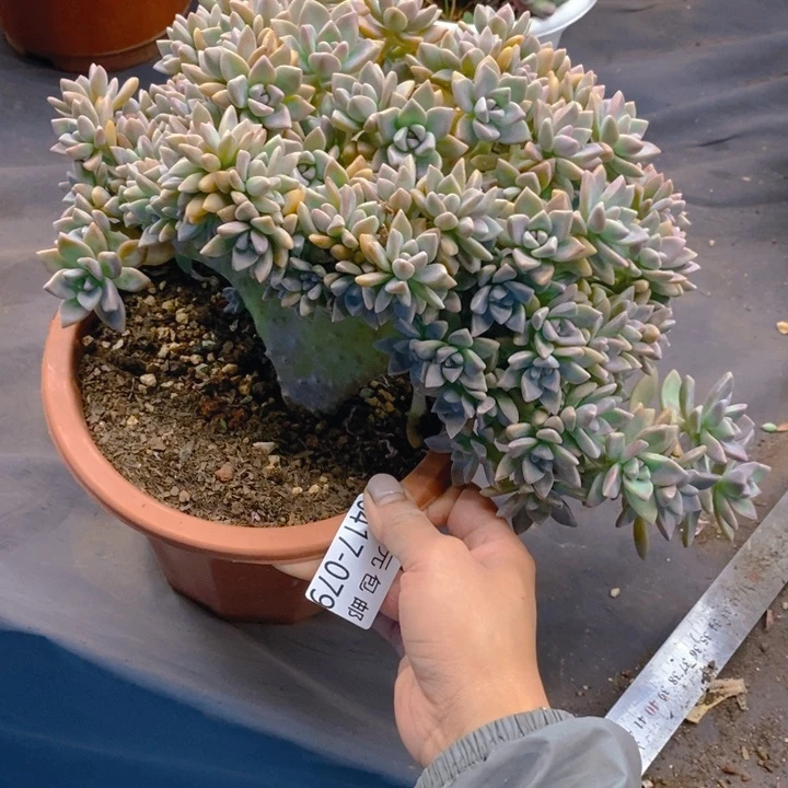 夏悦多肉0417-79淡雪缀