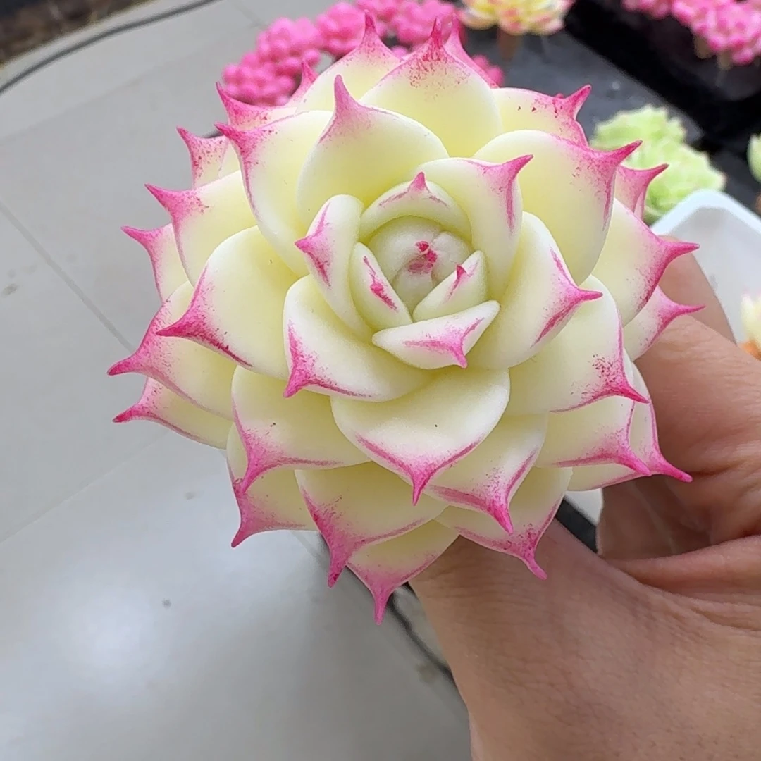 树脂制品096哦哦哦哦