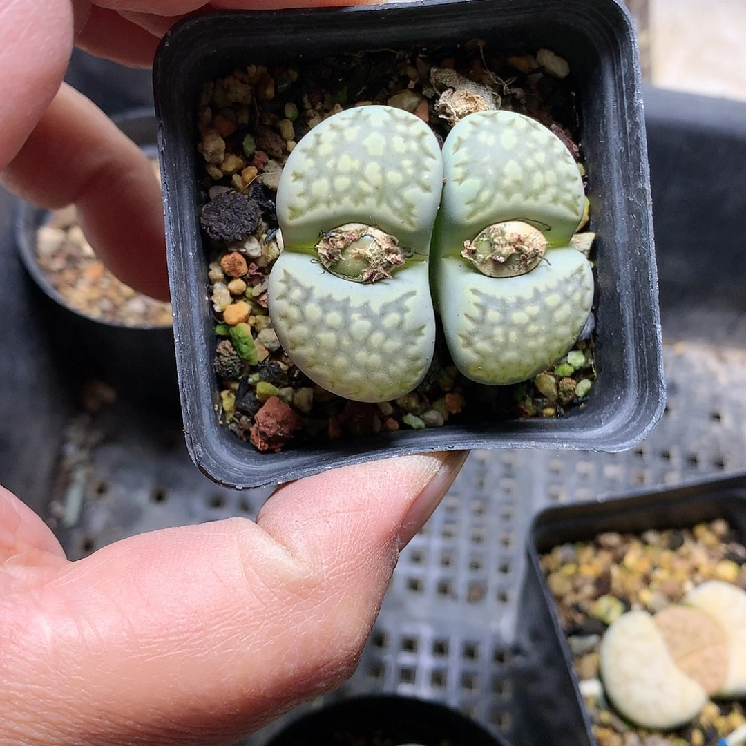 ?*沫K398多肉植物保护研究所