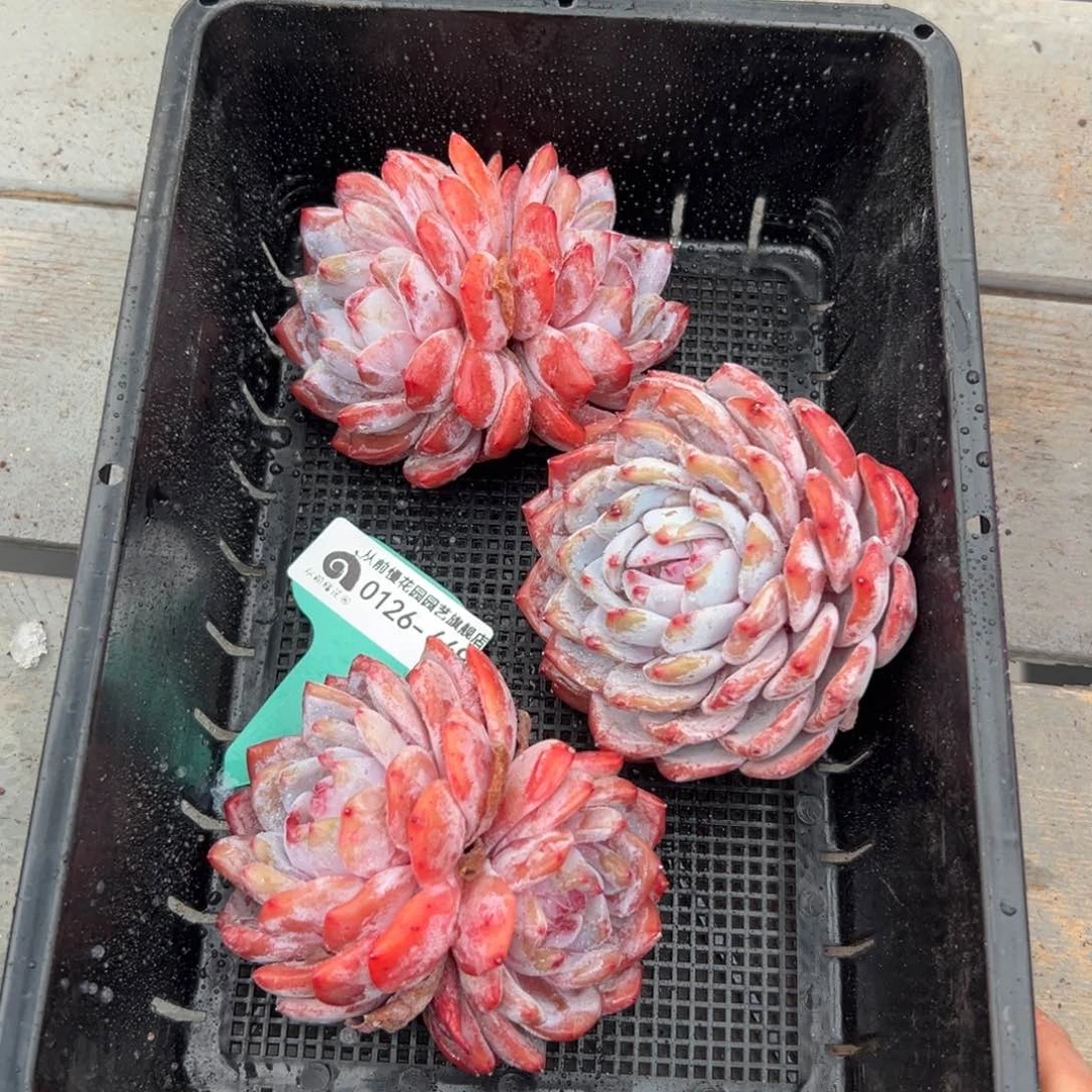 多肉一物一拍0126-449