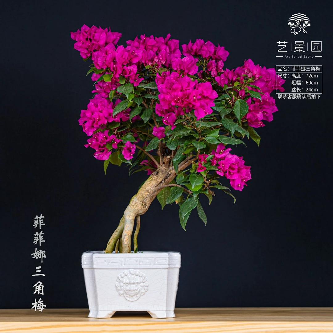 【好朋友三角梅】通用链接一物一拍 以直播间截图为准（680）