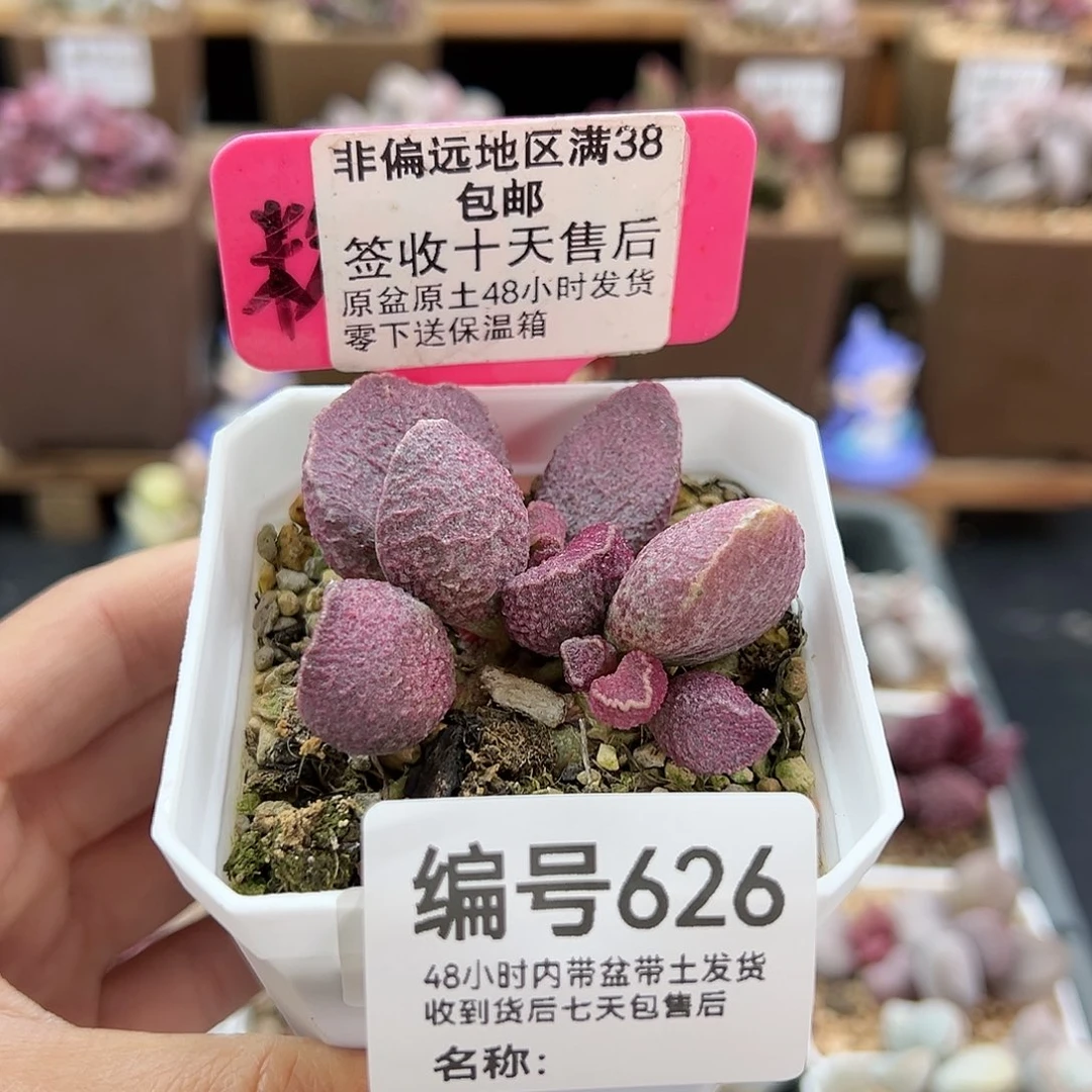 莹****球626猪肝换火凤凰