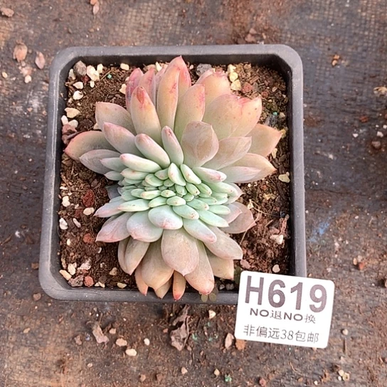 嫦娥缀化619 亏本处理退款拉黑7-8天发货