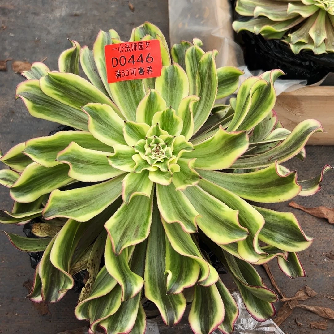 0446多肉植物波澜