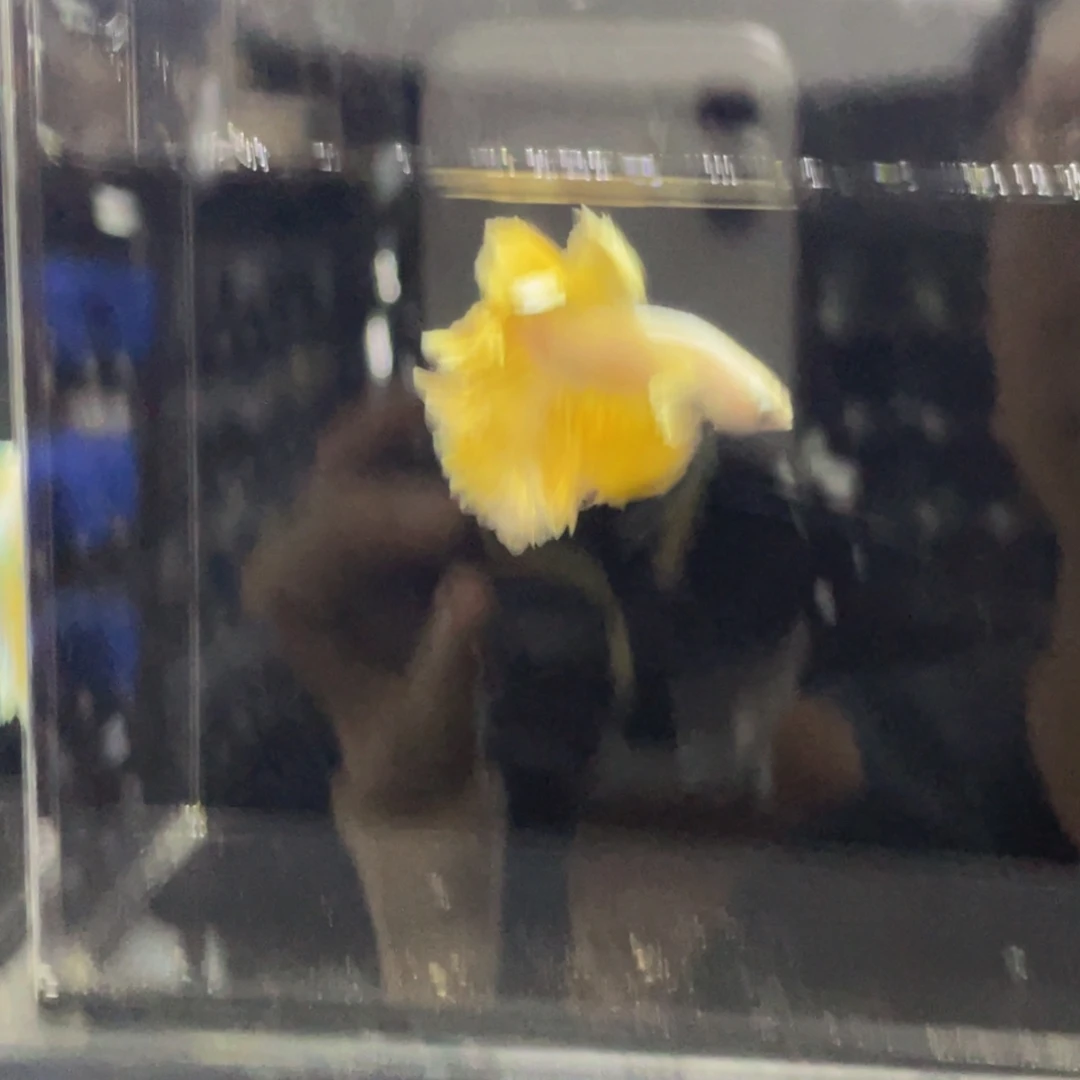 斗鱼金色绣球525哈哈
