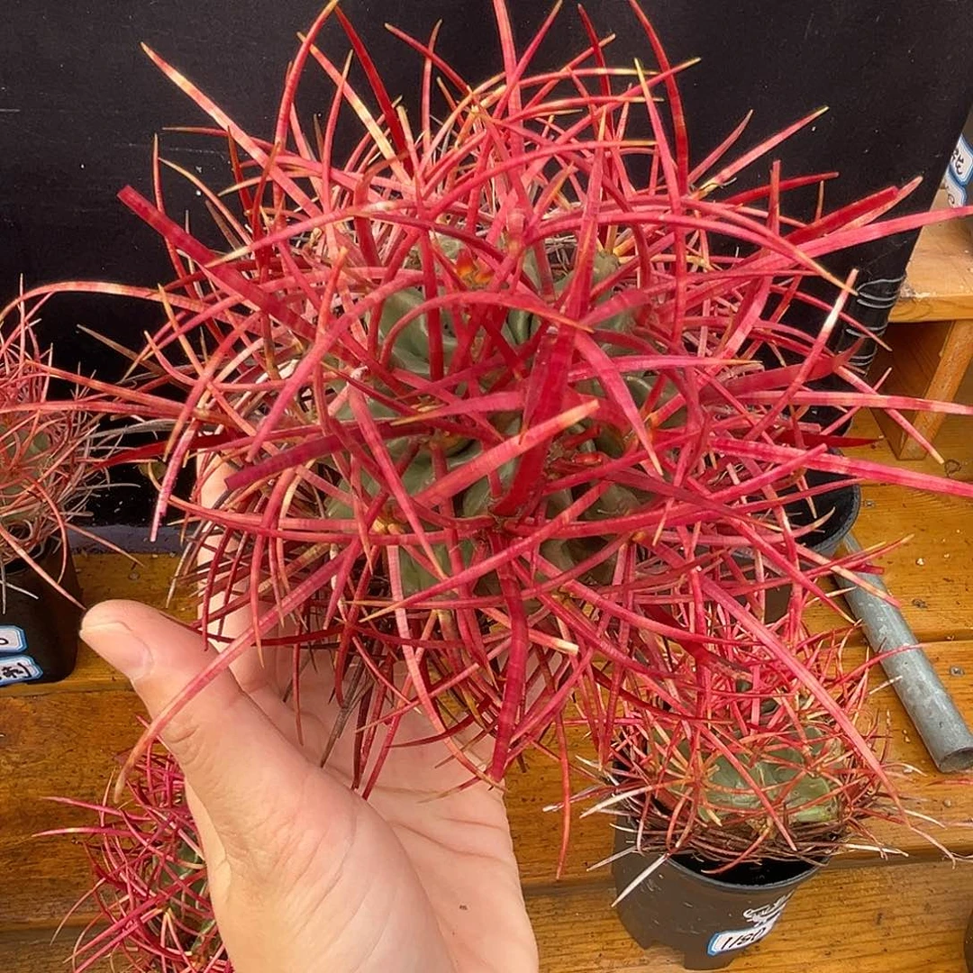 产地大龙冠，正红粗刺