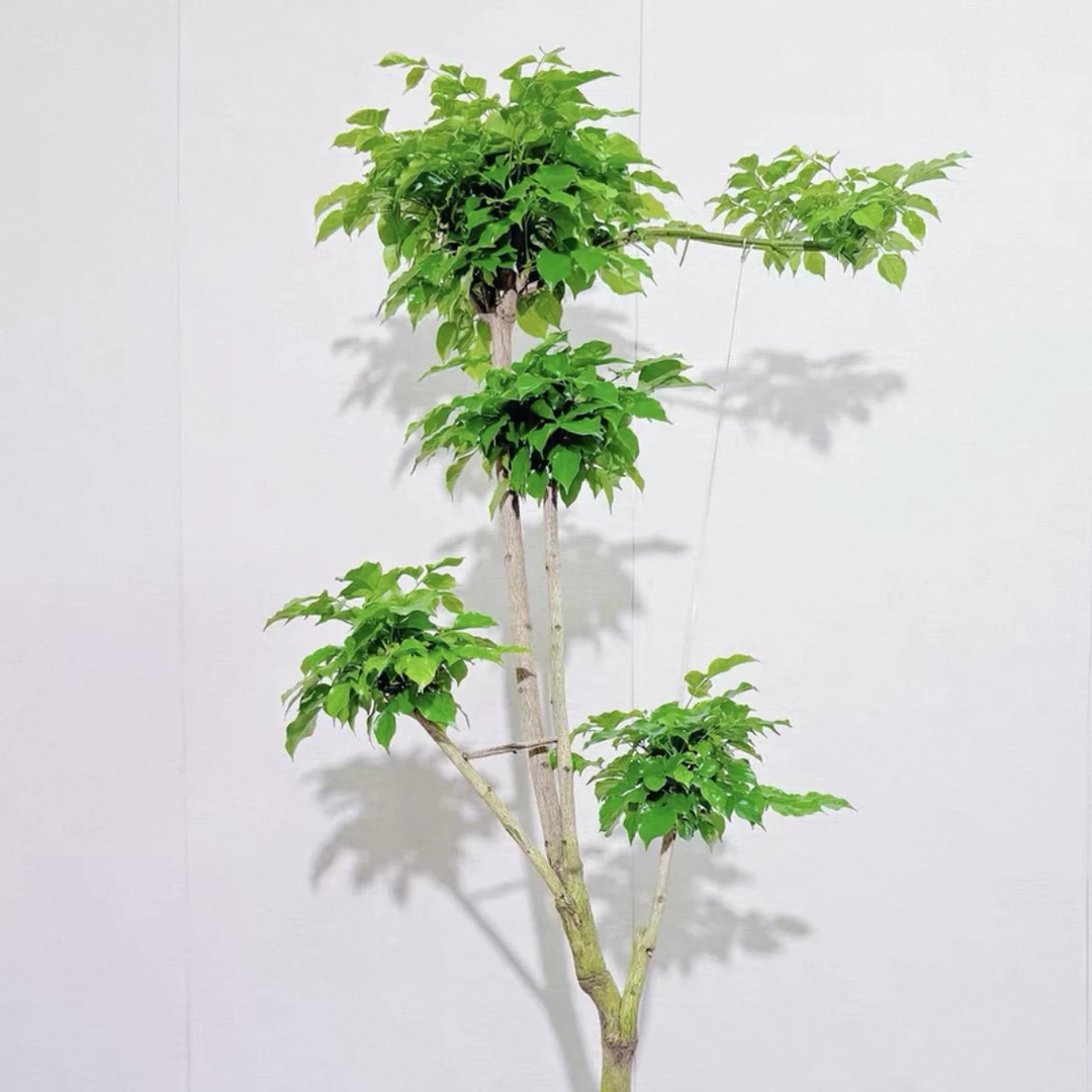 幸福树客厅大盆栽老桩绿植室内外平安树盆景吸甲醛植物四季好养活