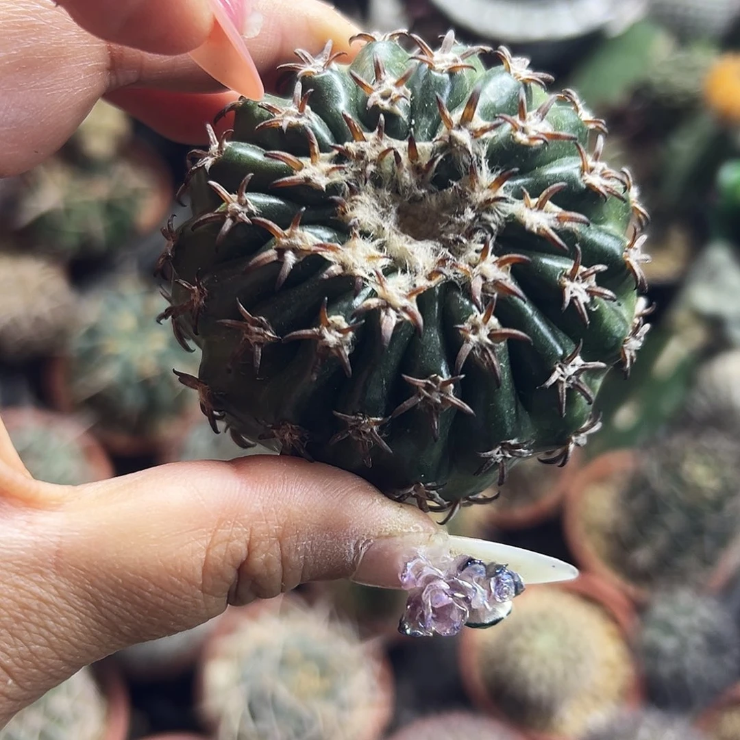 猫爪圆盘仙人球6666666