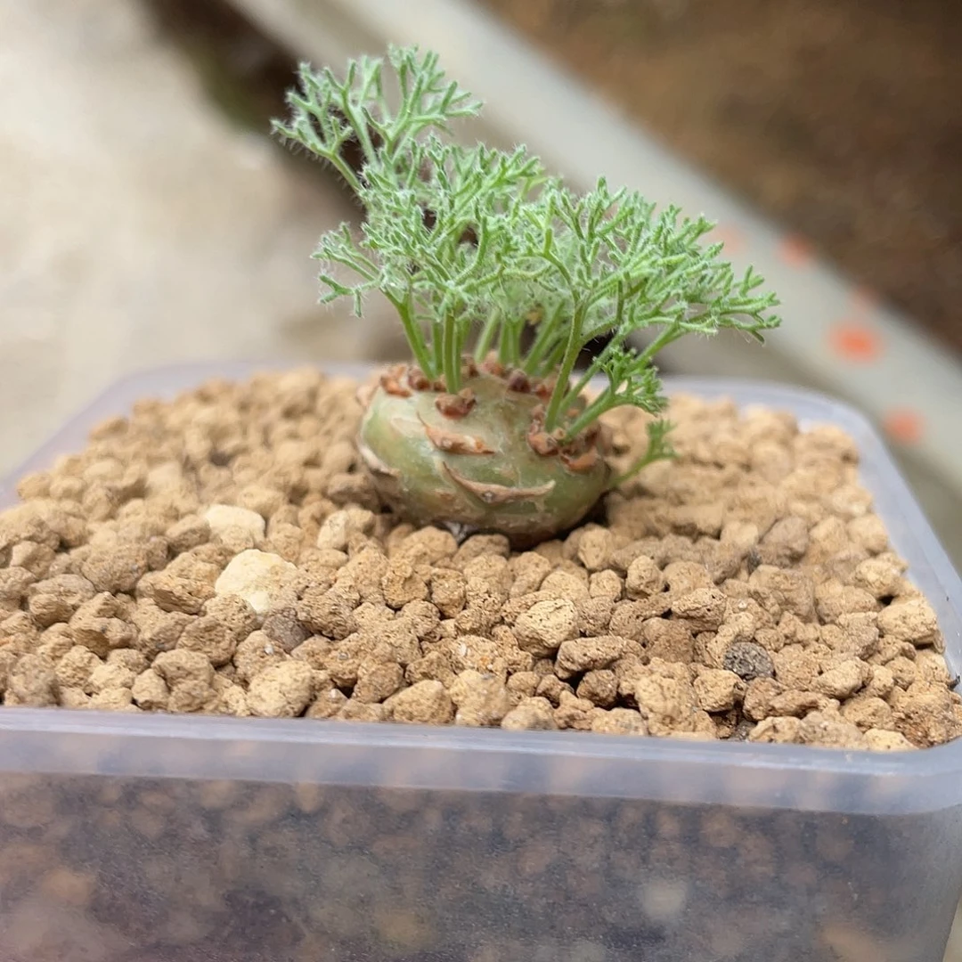 白皮月界开粉花的