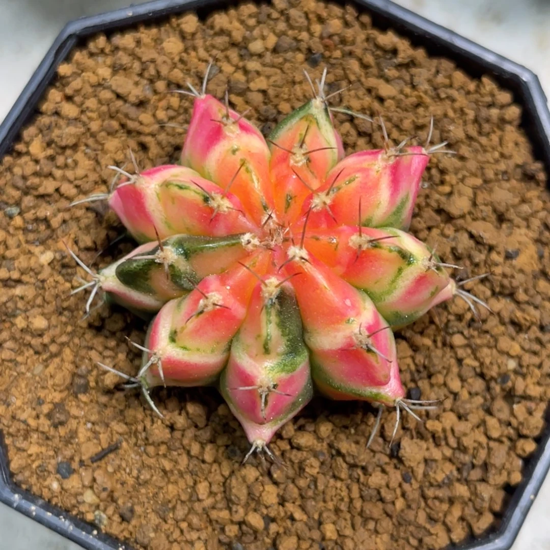 当前无花朵，栽培后可花朵橘粉虎斑