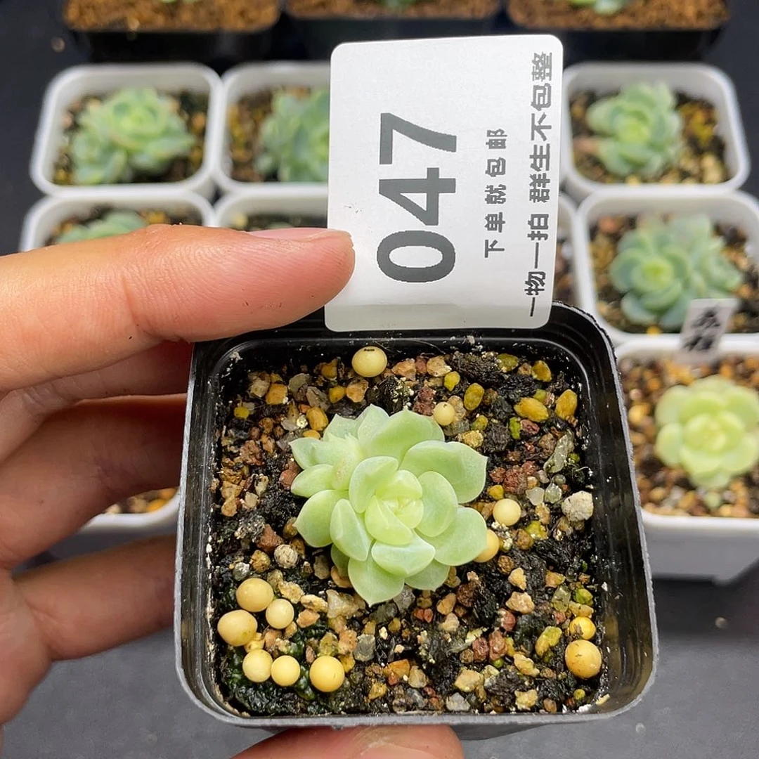 泼天富贵双头一物一拍047