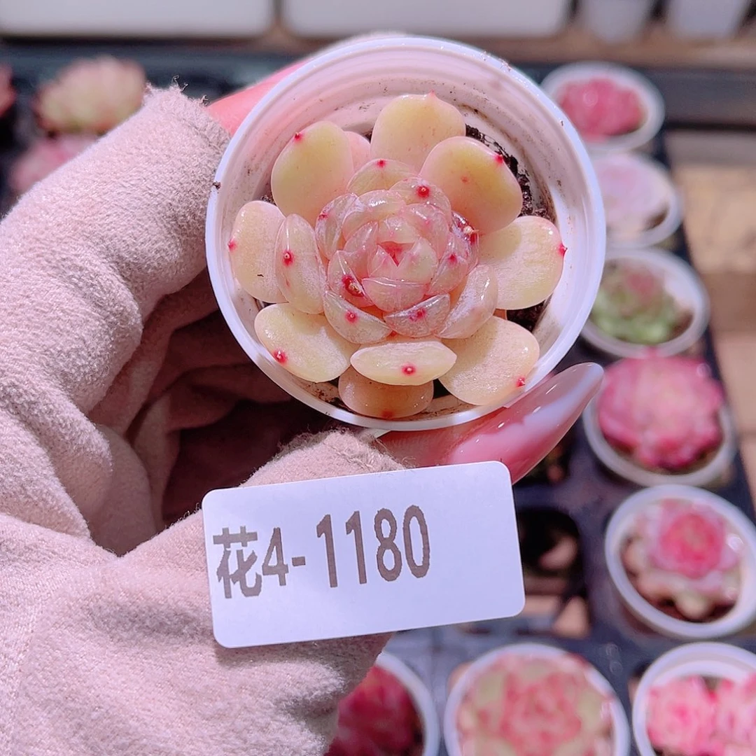 花利美4-1180白色恋人