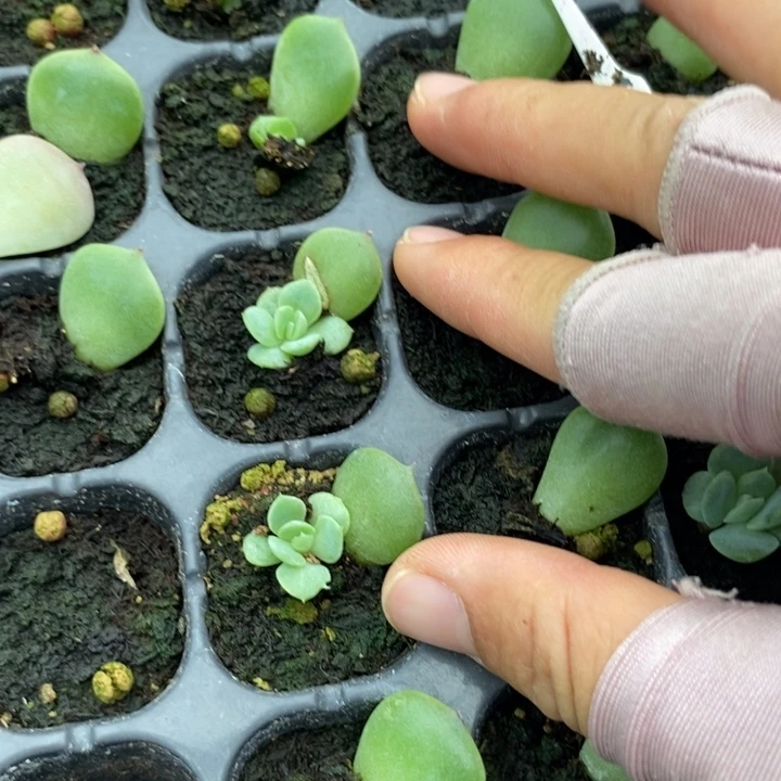 六一朦胧芽苗2个多肉