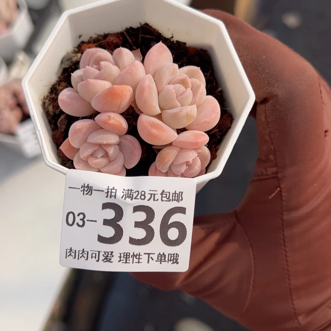雪媚娘多肉多肉多肉多肉