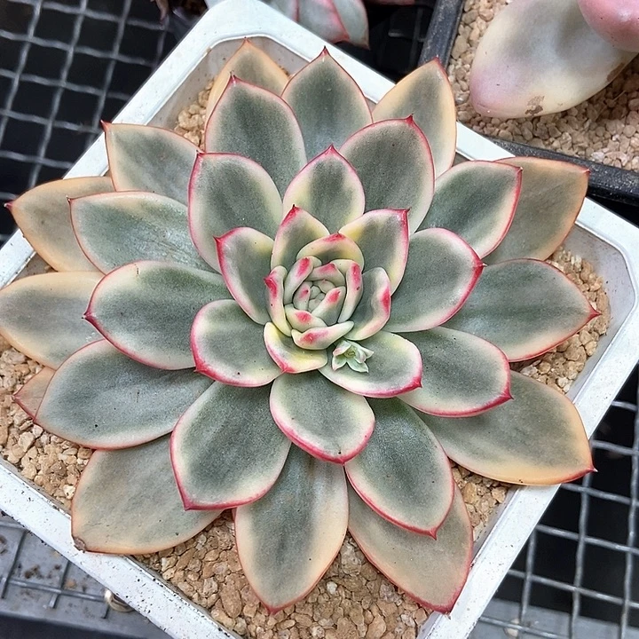 蔚蓝乌木锦多肉的